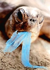tortuga comiendo bolsa de plástico