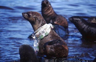 lobo marino con bolsa de plástico atorada