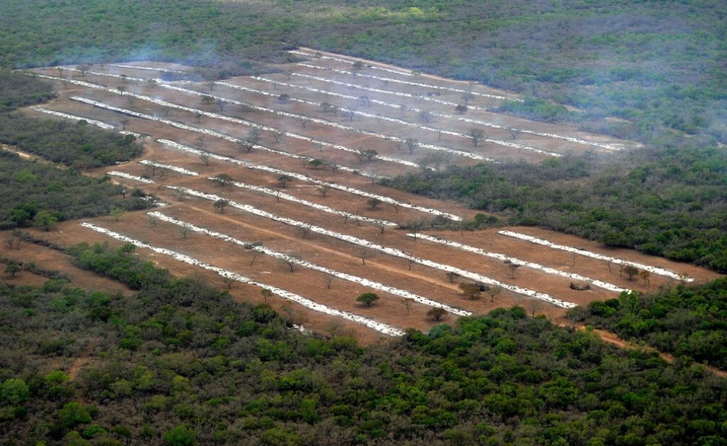 deforestación en salta argentina