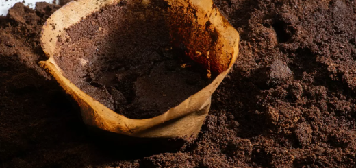 cómo reciclar la borra de café