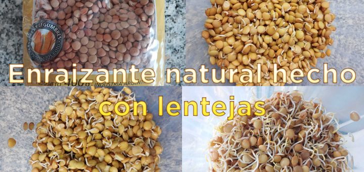 enraizante-natural-hecho-solo-con-lentejas-y-agua